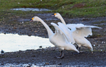 Bewick's Swans