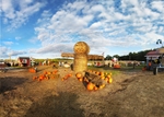 Corn Maze Marini Farm Ipswich