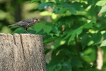 Red-winged Blackbird (female), Minnesota, USA