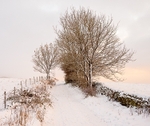 Path to Tegg's Nose