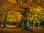 Autumn Beeches