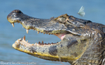 Caiman and butterfly