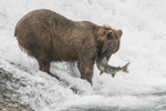 McNeil River Bears-4
