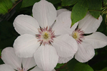 Clematis (species)