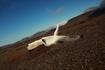 Whale vertibrae 9877