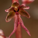 Lesser twayblade (Neottia cordata  also Listera cordata)