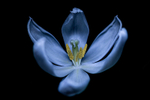 Tulip 1