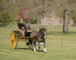Attelage -743