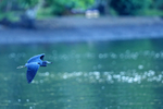 Little Blue Heron (adult) flying, Playa Cativo Lodge, Costa Rica