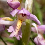 Hybrid Orchis - Orchis x colemanii ( Orchis mascula x O. pauciflora)
