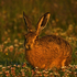 Brown Hare