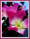 Rosa glauca 1