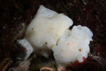 Jorunna tomentosa mating pair