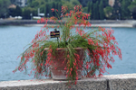 Planter overlooking Lake Maggiore