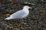 Glaucous Gull (adult) standing on a beach, Grundarfjörður, Iceland