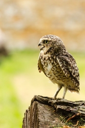 Burrowing Owl Squawking