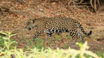 Male Jaguar walking, Corixo Negro, Mato Grosso, Brazil