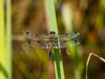 Four-spotted Chaser