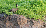 White-faced whistling duck