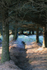Forest Light