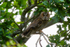 Long Eared Owl