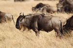 Wildebeest, Masai Mara, Kenya