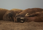 Walrus 9484