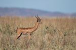 Gerenuk (m)