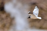 Andean Gull flying past geyser at El Tatio, Chile