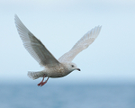 Iceland Gull (juvenile) hovering, Grundarfjörður, Iceland