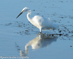 Grande Aigrette