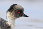 Silvery Grebe, close view, Sea Lion Island, The Falkland Islands