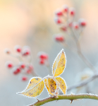 FROSTED ROSE - NORFOLK COUNTY