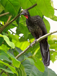 Crested Guan portfolio