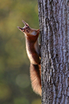 Red Squirrel about to climb up a tree trunk on Brownsea Island