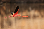 American Flamingo flying, Floreana, Galapagos