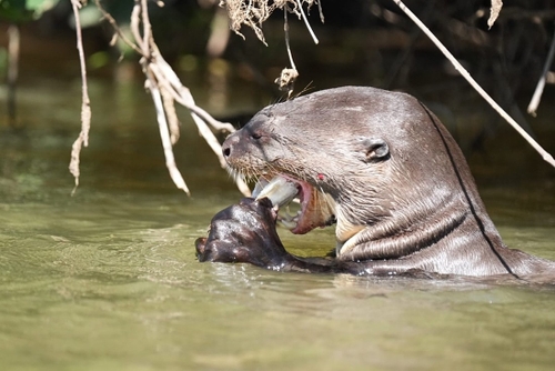 Giant otter eating