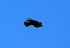 Chough
