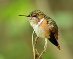Scintillant Hummingbird (female), Boquete, Panama