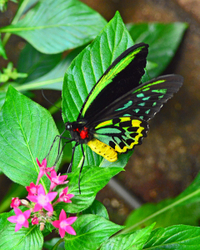 Butterfly Gallery portfolio