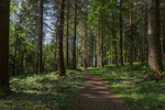 Along the Forest Path