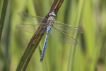 Emperor Dragonfly.