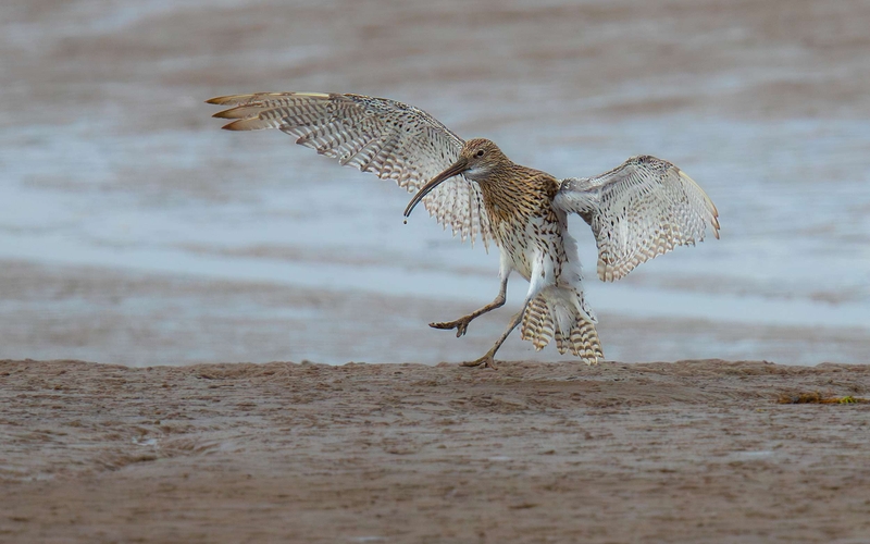Eurasian Curlew - Dee Estuary - North Wales