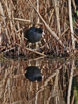 Coot