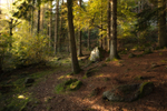 In The Autumn Light