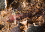Lebetus scorpioides