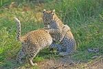 Leopard cubs playfighting - Timbavati, SA