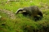 Badger - Wildwood Trust