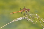 Common Darter