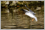 Black headed Gull.